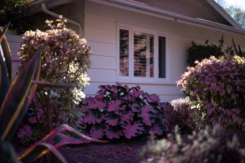 Jardim de uma casa teve plantas cobertas com retardante rosa de fogo em Mandeville Canyon, bairro de Los Angeles atingido por incêndio — Foto: Carlos Barria/Reuters