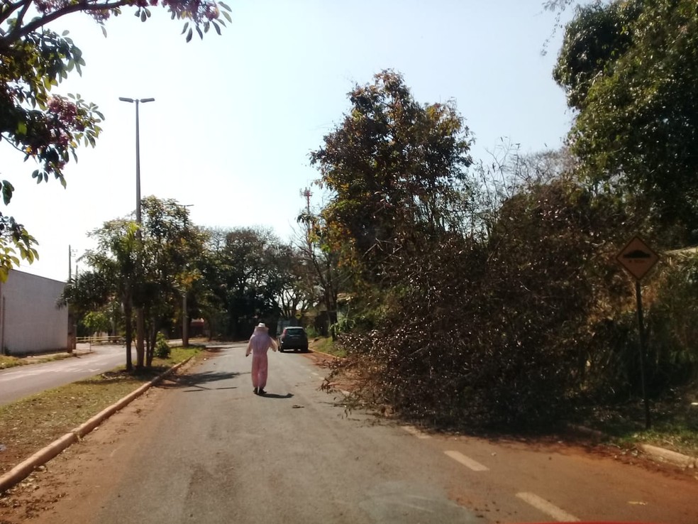Abelhas matam galinhas, galos e gansos ao ter colmeia derrubada em Ituiutaba