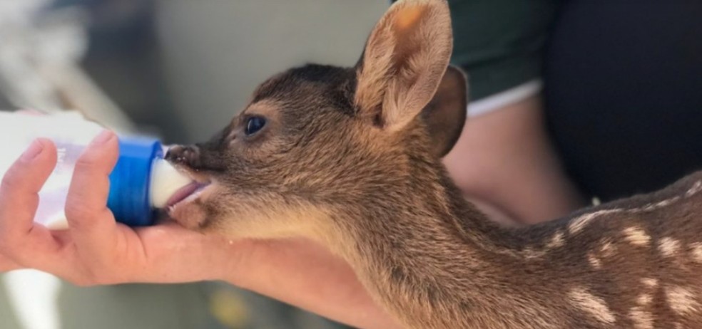 MP e governo de São Paulo assinam acordo para aumentar unidades de reabilitação para animais silvestres — Foto: MPSP/Divulgação