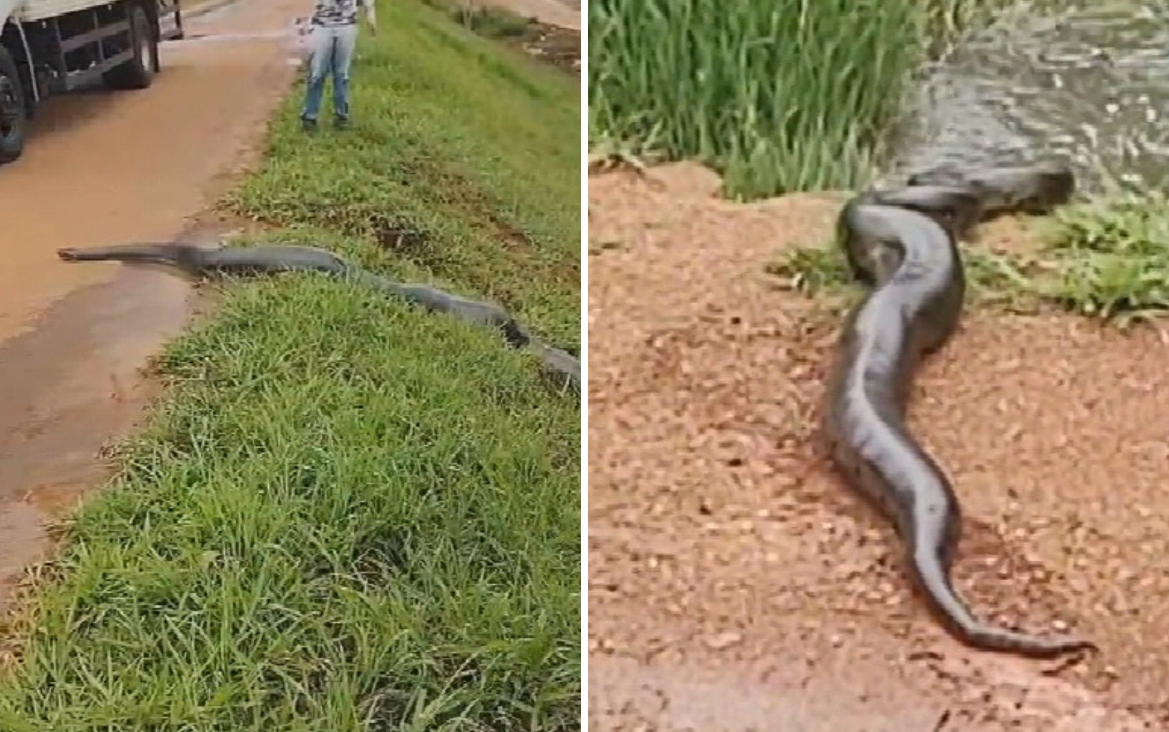 Gigante e forte: conheça sucuri que fez motoristas pararem em rodovia para ela atravessar pista