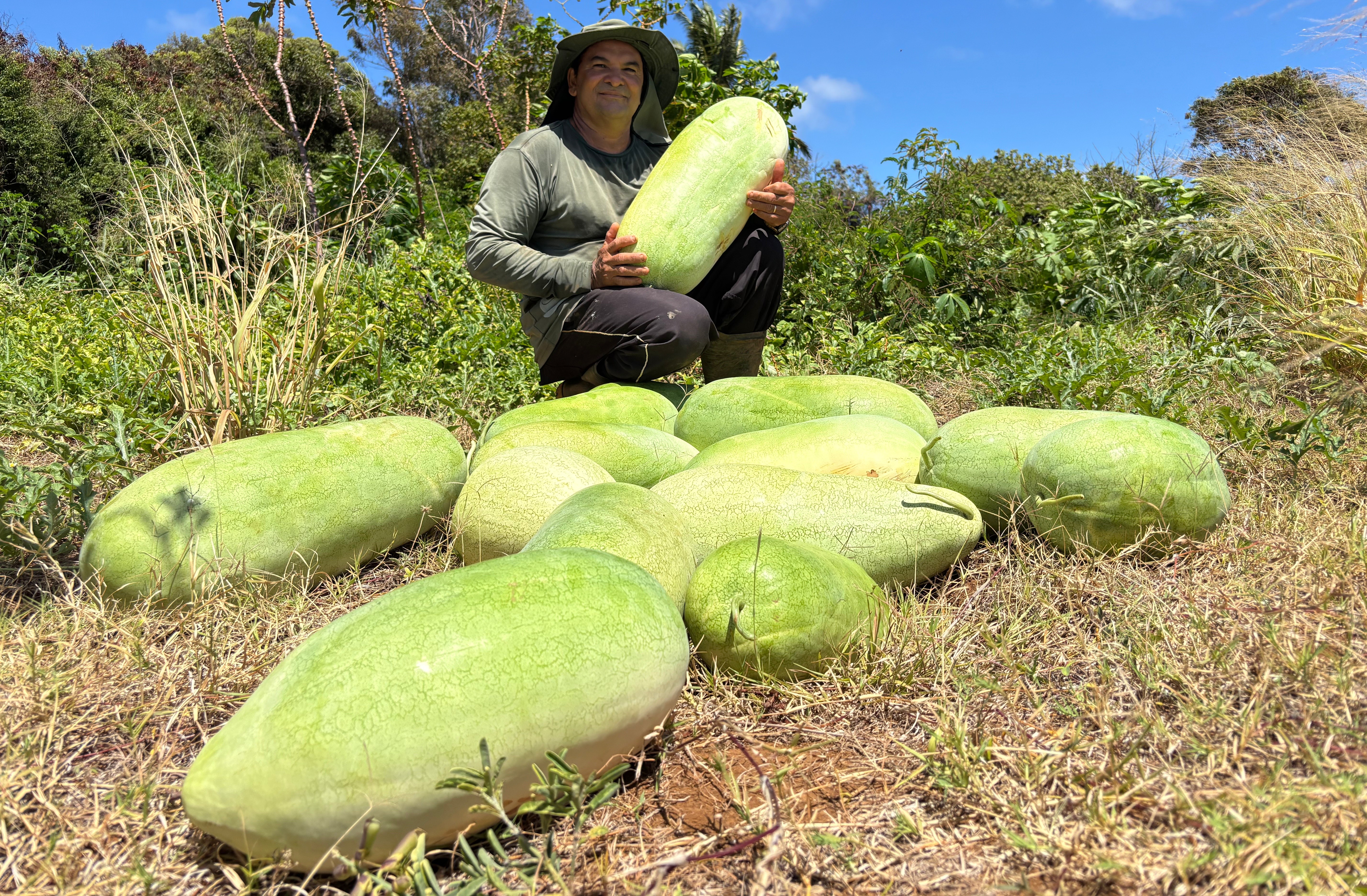 Agricultor colhe safra de melancias gigantes em Fernando de Noronha