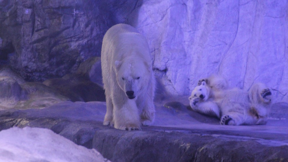 Peregrino e Aurora. — Foto: Divulgação/ Aquário de SP