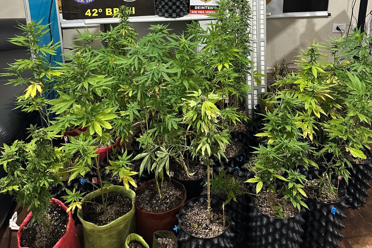 Estufa de maconha: polícia apreende mais de 40 plantas no interior de SP