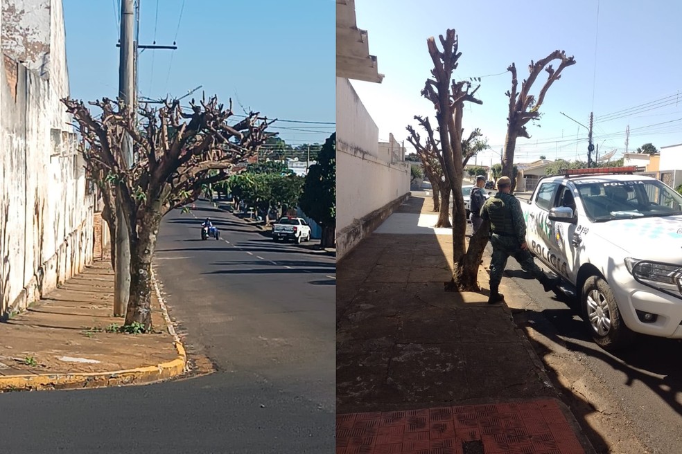Empresa é multada em R$ 13,5 mil por poda de árvores em Junqueirópolis (SP) — Foto: Reprodução/Polícia Ambiental