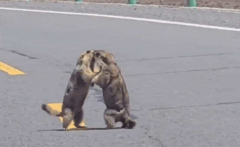 Briga de marmotas em rodovia da China provoca congestionamento; VÍDEO
