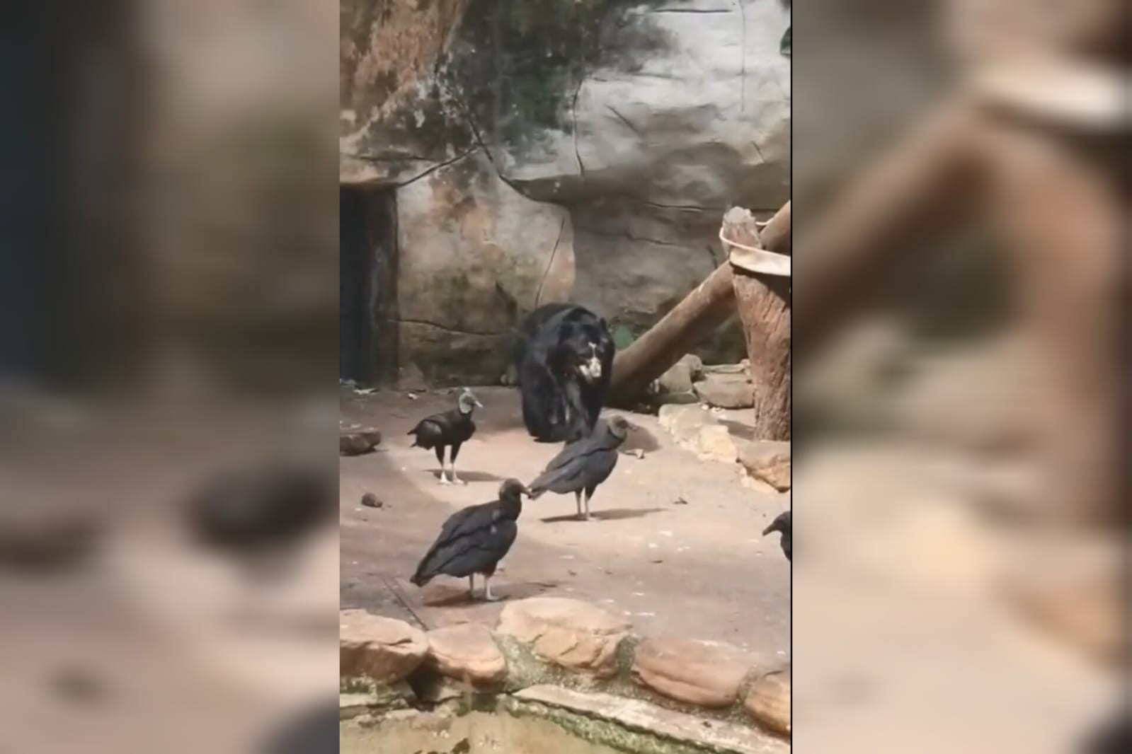 MP dá prazo para prefeitura responder denúncia de maus-tratos contra urso no zoo de Sorocaba 