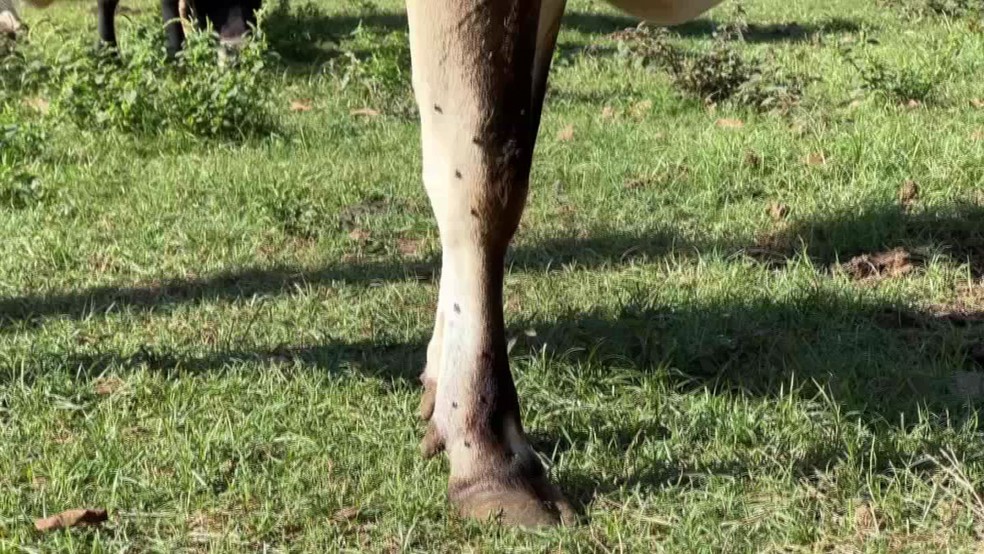 Mosca-de-estábulo avança no inverno e causa prejuízo a pecuaristas no interior de SP — Foto: Nosso Campo
