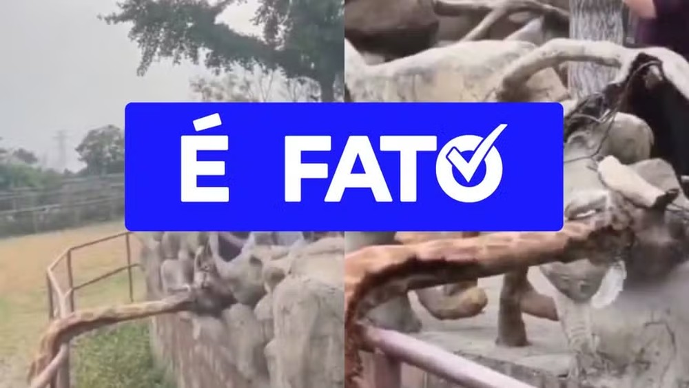Girafa fica presa em cerca de parque na China e é resgatada com uso de serra