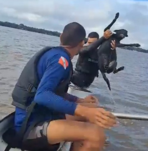 Cachorro é salvo por canoístas no rio Guamá, em Belém: 'um animal nadando desesperado em nossa direção'