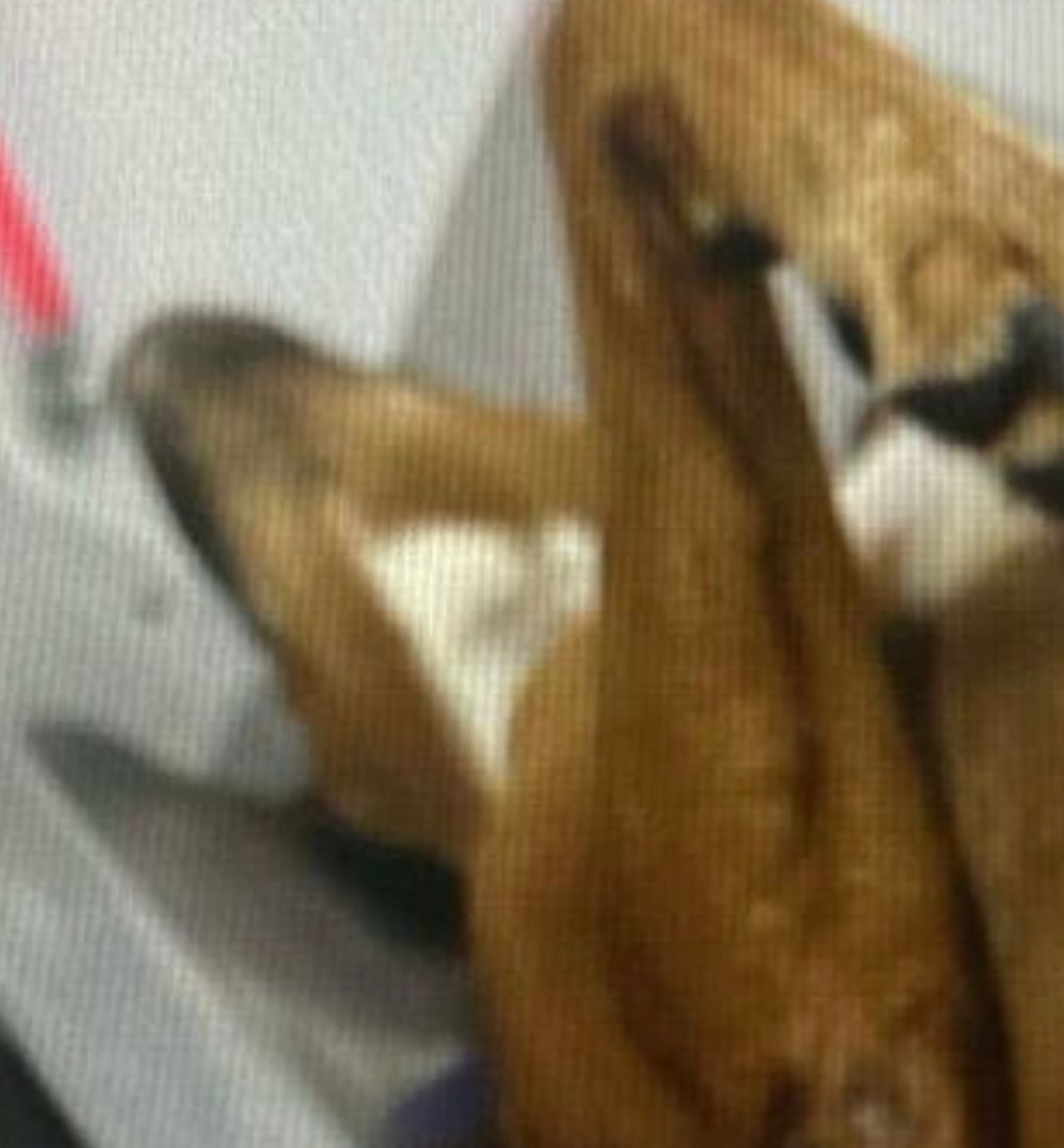 Clínica veterinária assume custos de tratamento de cadela abusada em oficina de Boa Vista