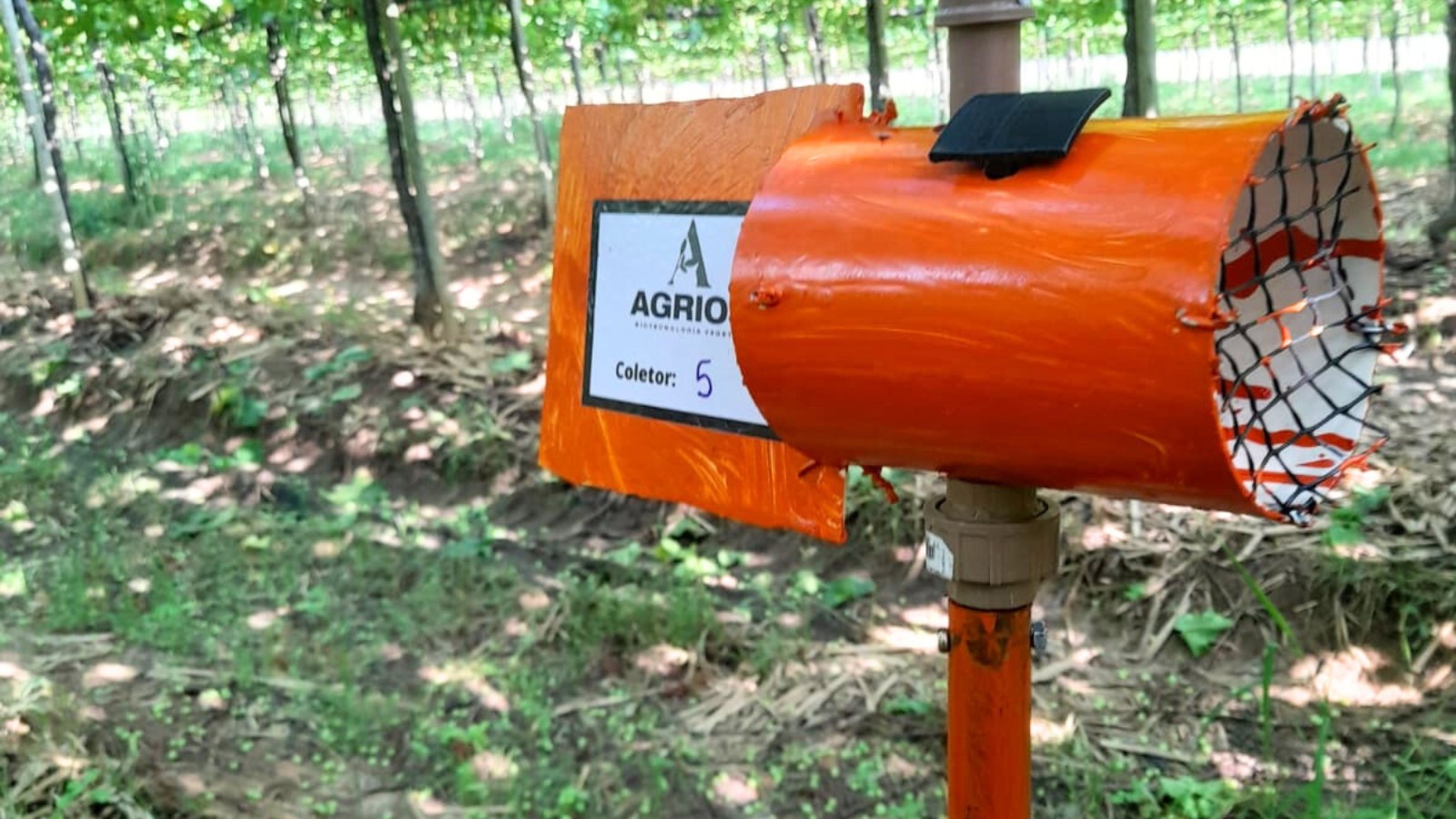 Manejo correto de ferramentas pode reduzir propagação de pragas na fruticultura