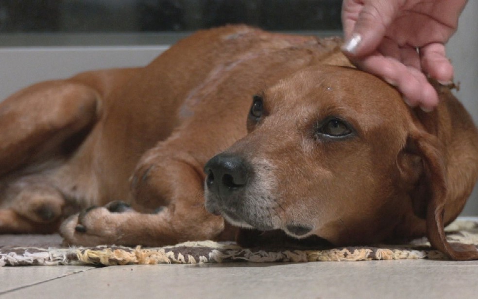 Cachorro foi resgatado por moradores após sofrer queimaduras, em Goiânia — Foto: Reprodução/TV Anhanguera