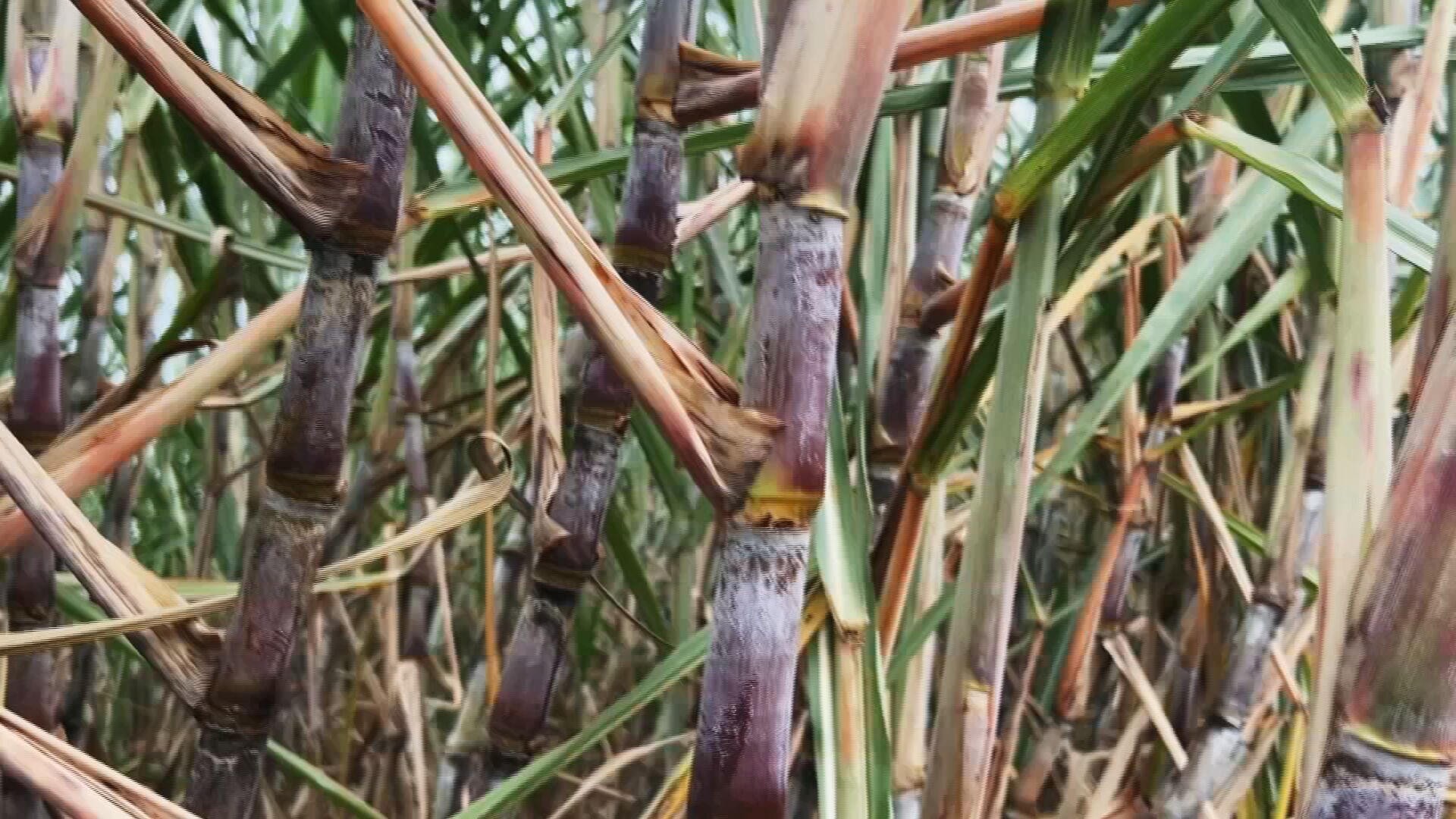 Safra da cana chega ao fim no interior de SP