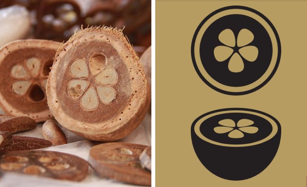 Coco babaçu e sua iconografia — Foto: Emerson Silva e Sebrae Tocantins