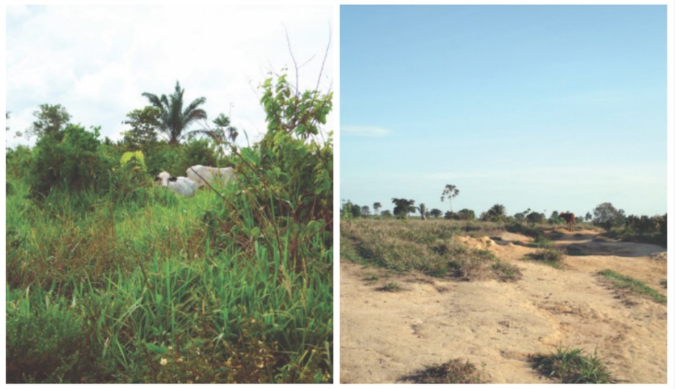 À esquerda, pasto degradado por erva daninha; à direita, por deterioração do solo. — Foto: Roberto Reis/Mailda Lyra/Reprodução Embrapa