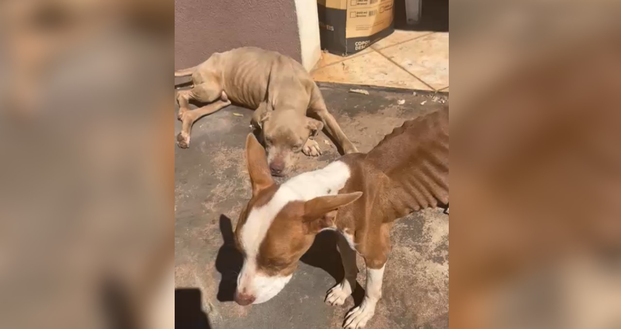 Pitbulls são encontrados em situação de maus-tratos dentro de casa abandonada em Rio Preto