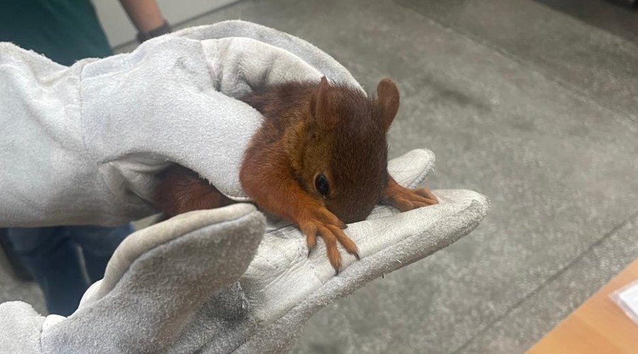 Esquilo ferido é resgatado em rodovia no interior do Amazonas