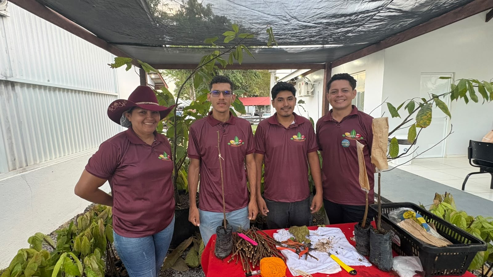 Técnica de enxertia reduz tempo de produção e aumenta produtividade do cacau no Amapá