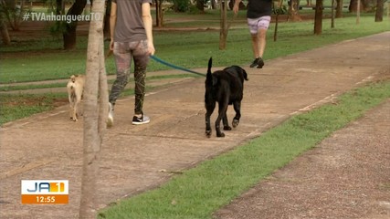 Lei em Palmas diz que é obrigação dos donos de pets limpar cocô dos animais