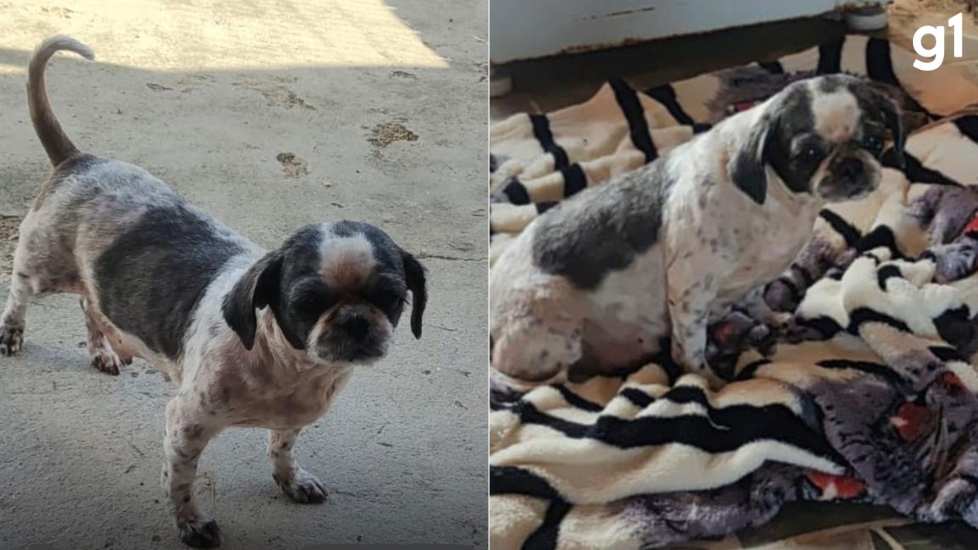 Cachorrinha que reencontrou tutor em delegacia no RS volta para casa após 2 meses: 'Amor incondicional'; veja VÍDEO