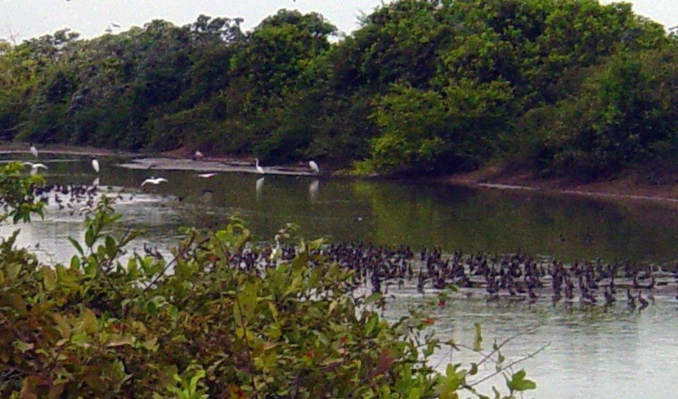 Corpo foi encontrado no rio Javaés — Foto: Google