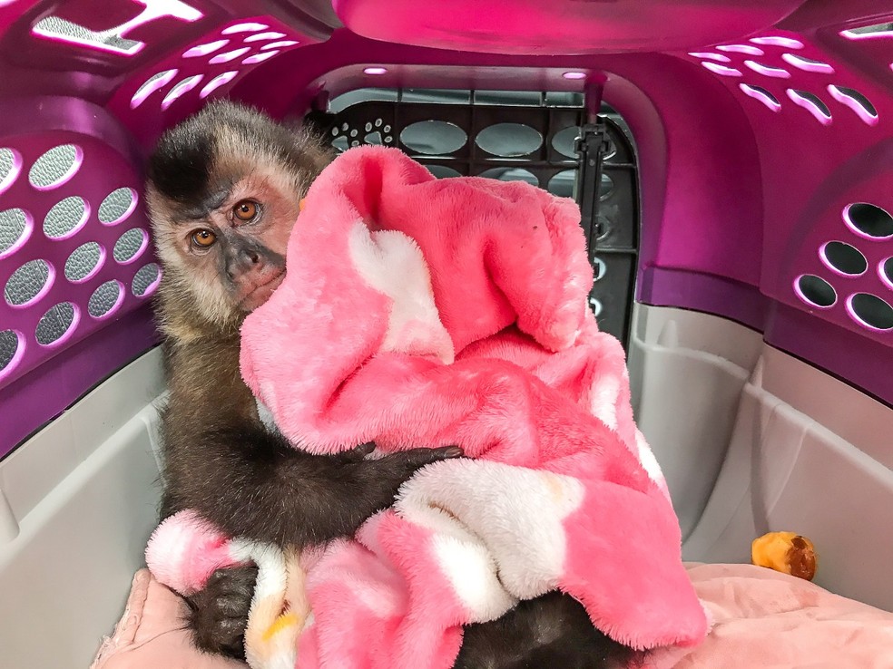 Filhote de macaco-prego é resgatado de cativeiro em Caraguatatuba