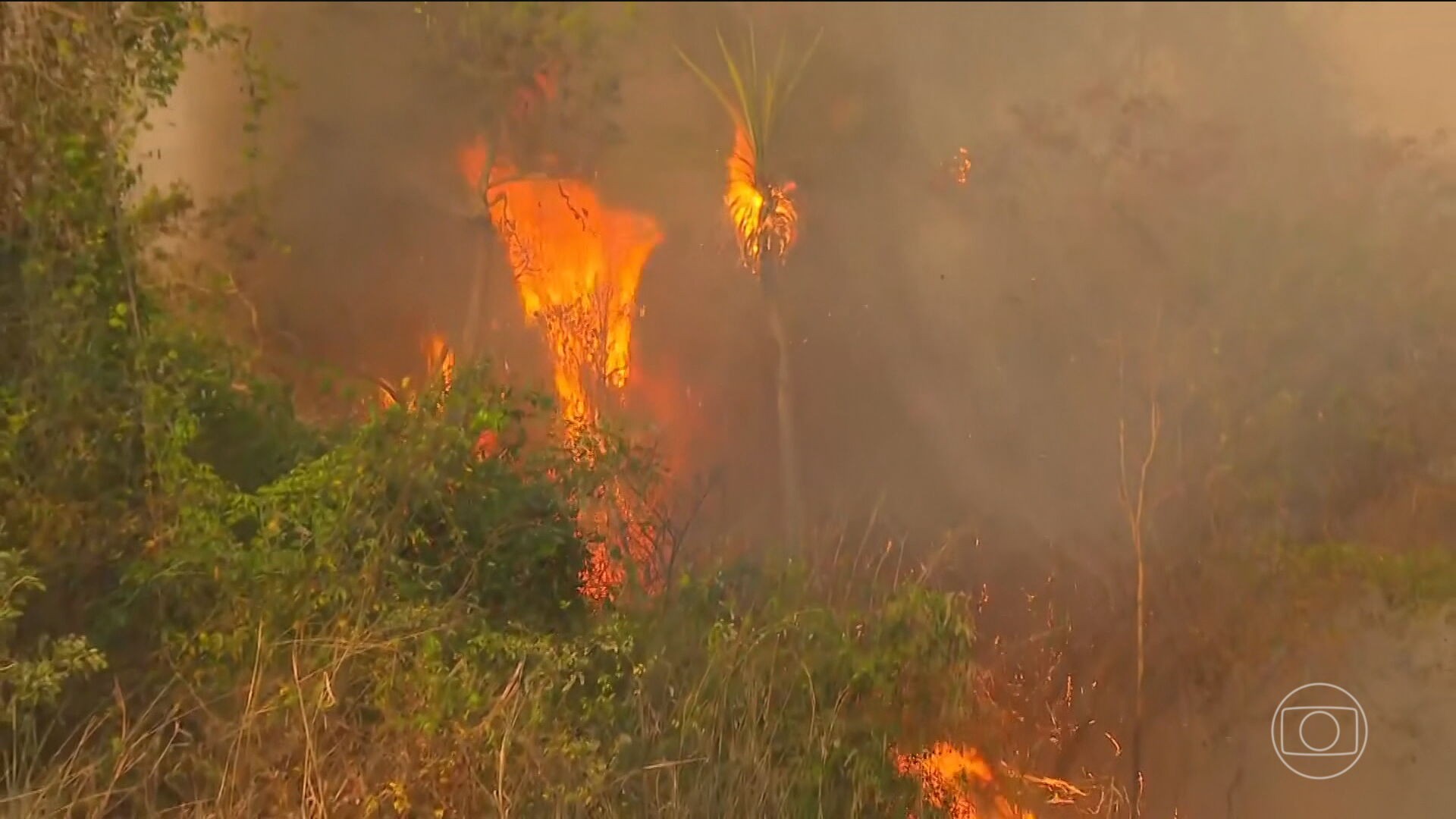 Imagens de satélite revelam que, em 2024, área queimada na Amazônia e na Mata Atlântica foi a maior em quatro décadas