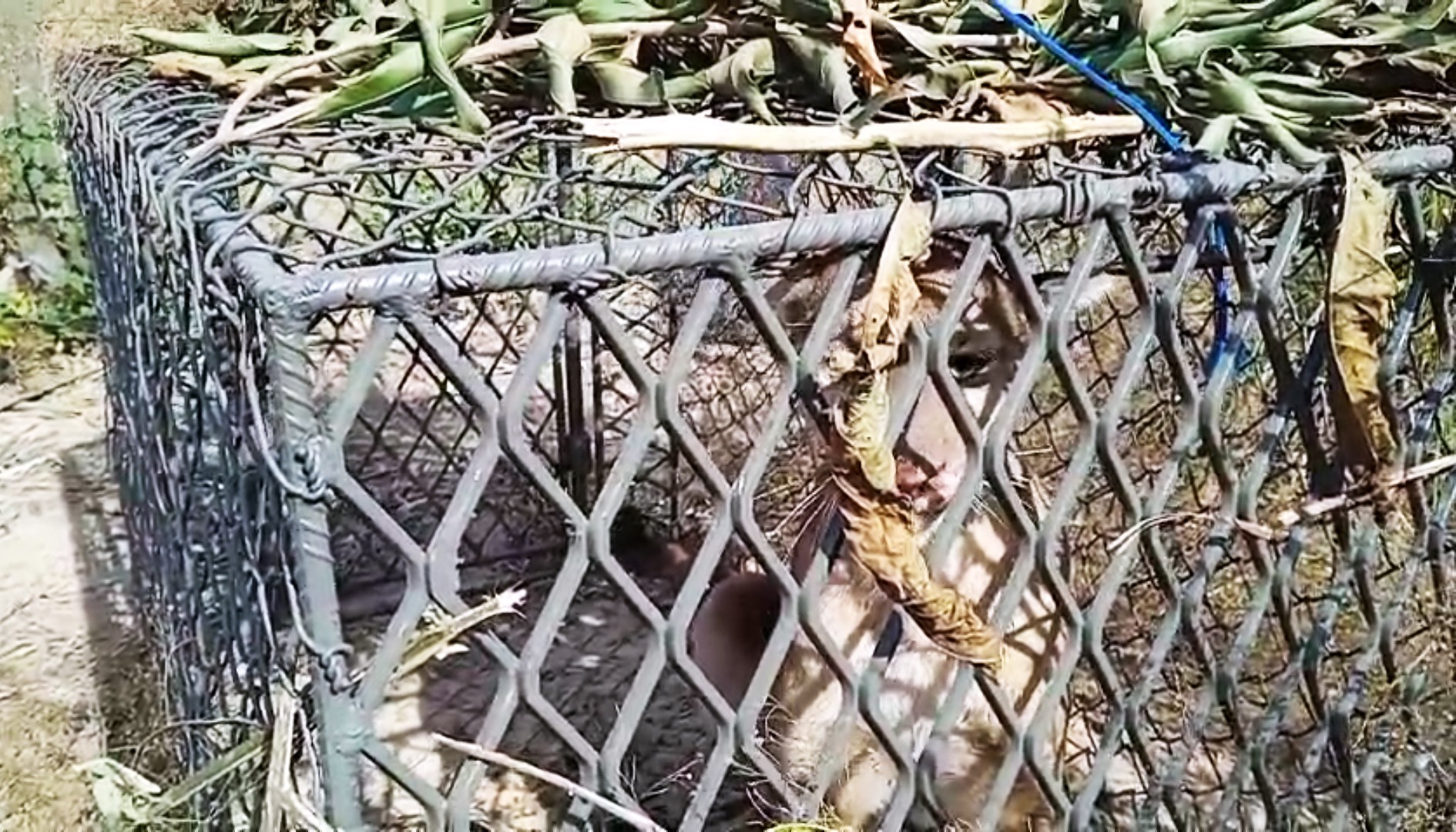 VÍDEO: após galinhas sumirem de sítio, morador faz armadilha e captura onça no interior de SP