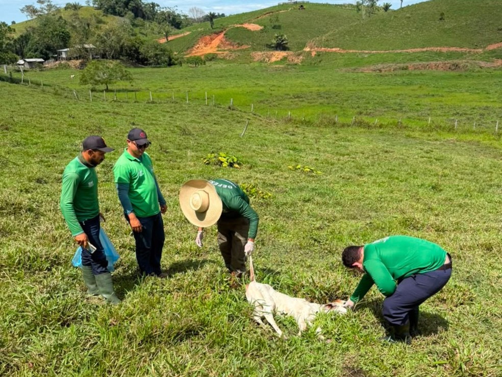 Sesacre foi notificada para avaliar pessoas que manejaram o bovino &mdash; Foto: Foto: Instituto de Defesa Agropecu&aacute;ria e Florestal (Idaf-AC)