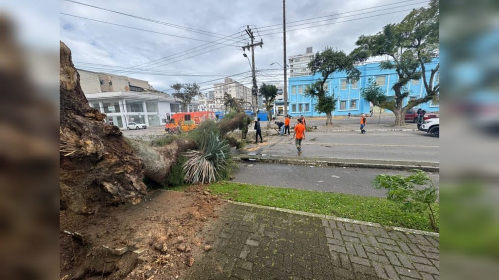 Árvore arrancada pela raiz pelos fortes ventos em Tubarão, Sul de SC — Foto: PMT/Divulgação