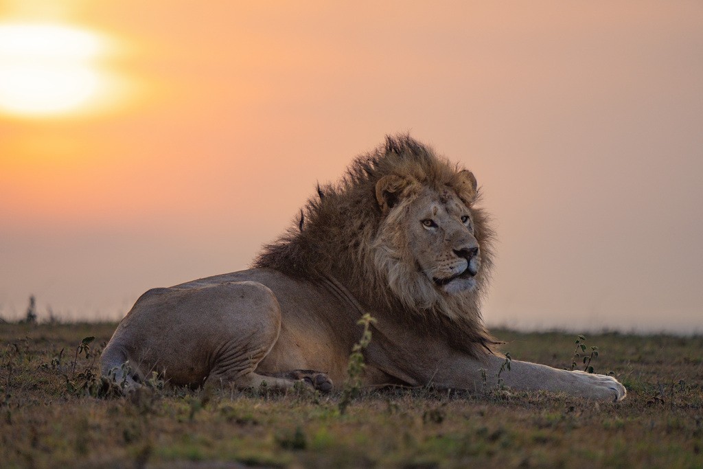 Brasileiro dá vida às águas em novo filme ‘Mufasa: O Rei Leão’