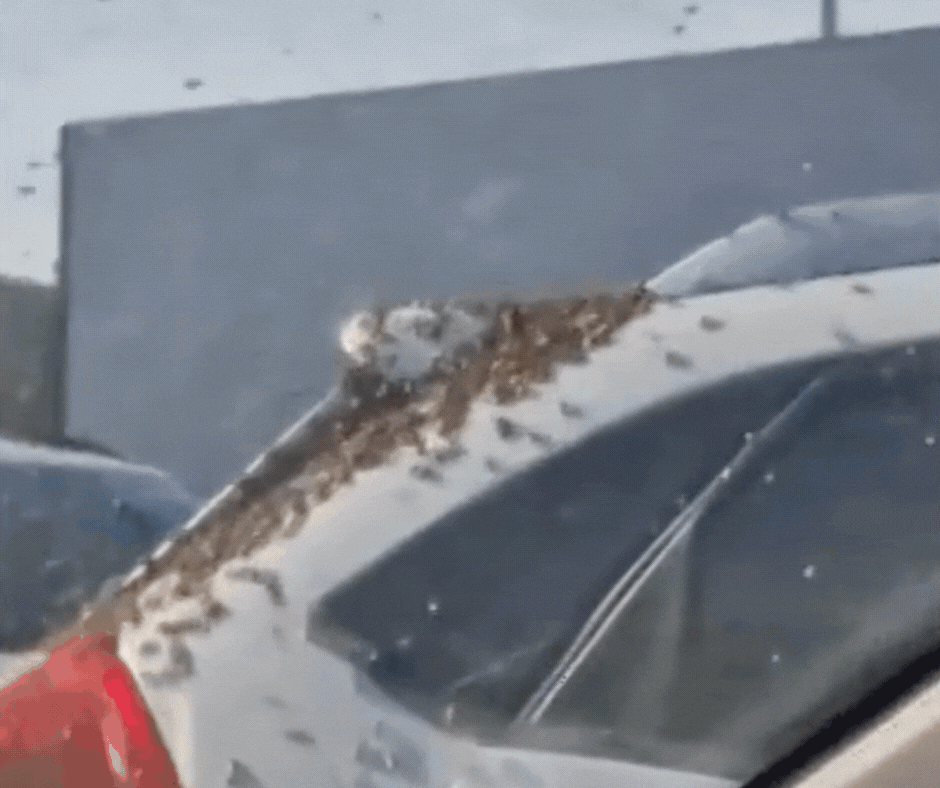 VÍDEO: enxame de abelhas 'ataca' carro estacionado em loja de SC e assusta cliente: 'Que perigo'