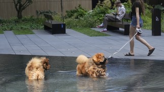 Cachorros se refrescam do calor em uma fonte no centro da cidade em Varsóvia, na Polônia, nesta terça-feira, 4 de julho de 2023. — Foto: AP Photo/Czarek Sokolowski