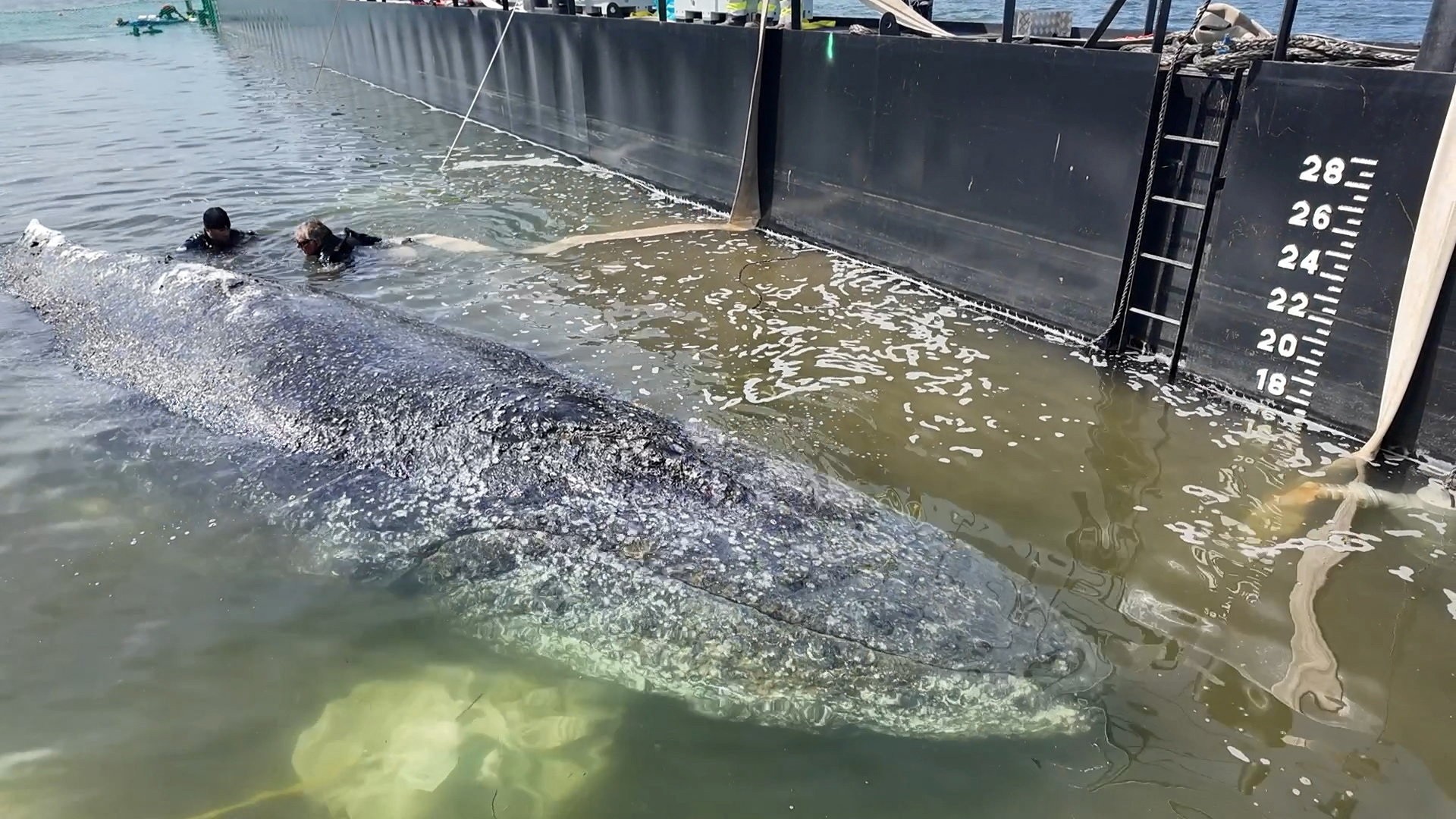 Drama de baleia encalhada há quase 2 meses na Alemanha está chegando ao fim