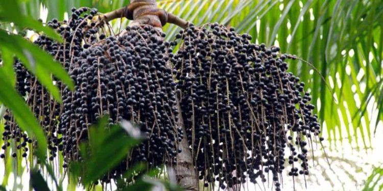 Primeiro painel do 'Amazônia Que eu Quero' acontece nesta segunda (13), em Macapá