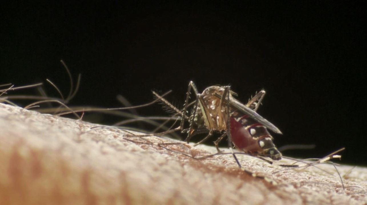 Dengue: em meio a alta de casos, Campinas muda protocolo para atender pacientes com sintomas; saiba quando procurar médico