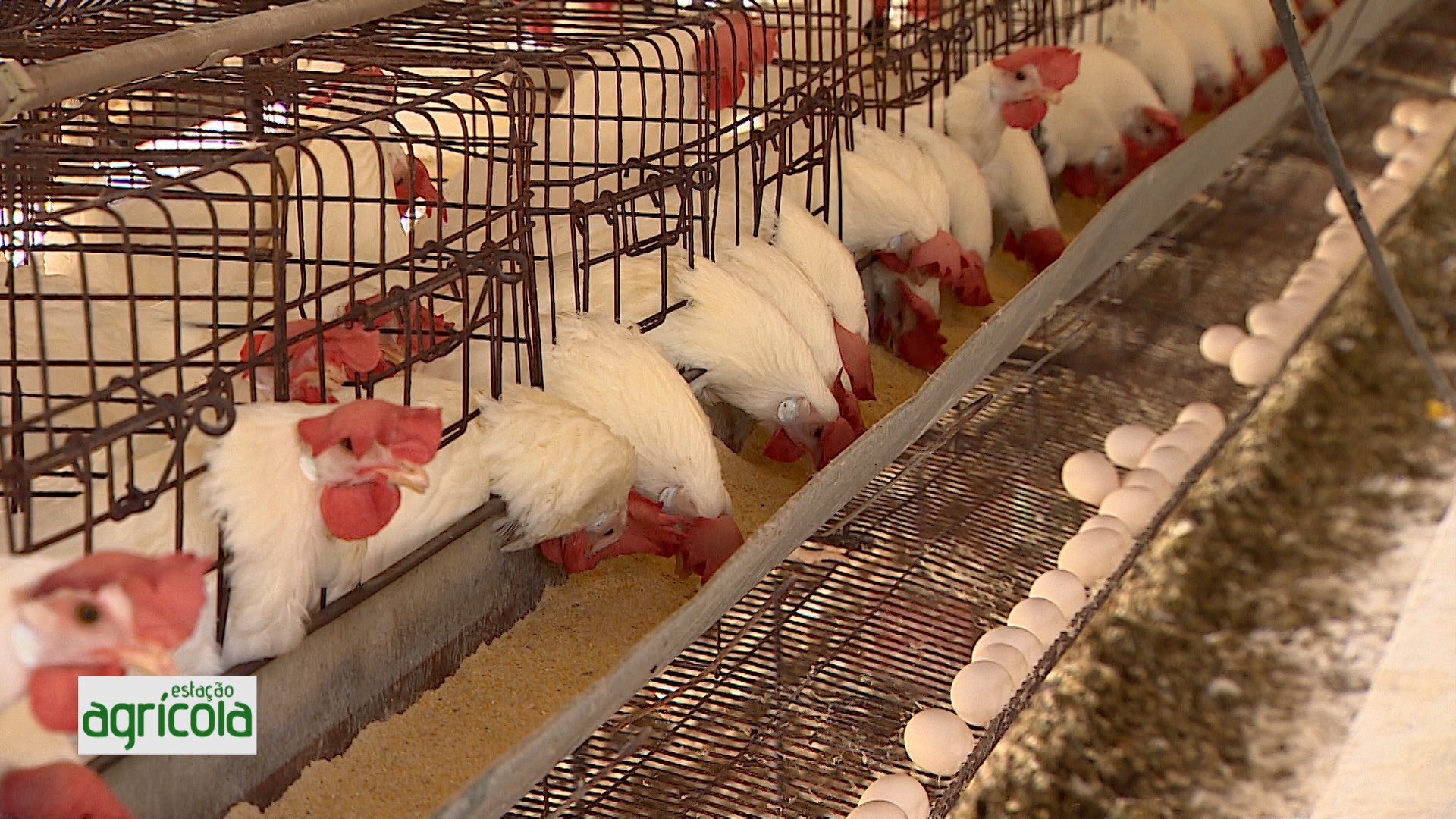 VÍDEOS: Estação Agrícola, 22 de junho