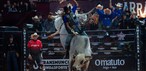 Alisson de Souza montou o touro Relíquia da Patroa no Round Final e conquistou o título da etapa da PBR da Festa do Peão de Americana, neste domingo (7) — Foto: Thomaz Marostegan