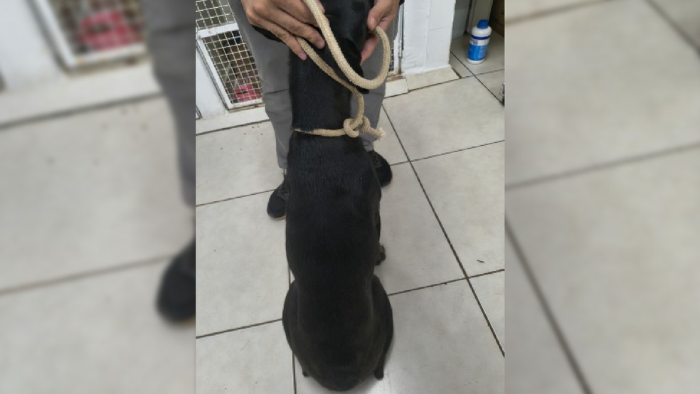 3 de 3
Durante o atendimento veterin&aacute;rio, profissionais constataram a presen&ccedil;a de um microchip de identifica&ccedil;&atilde;o &mdash; Foto: Pol&iacute;cia Civil