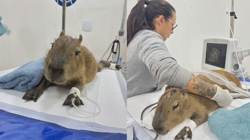 Capivaras atropeladas no Lago Sul passando por um ultrassom no HFAUS — Foto: Hfaus/Divulgação
