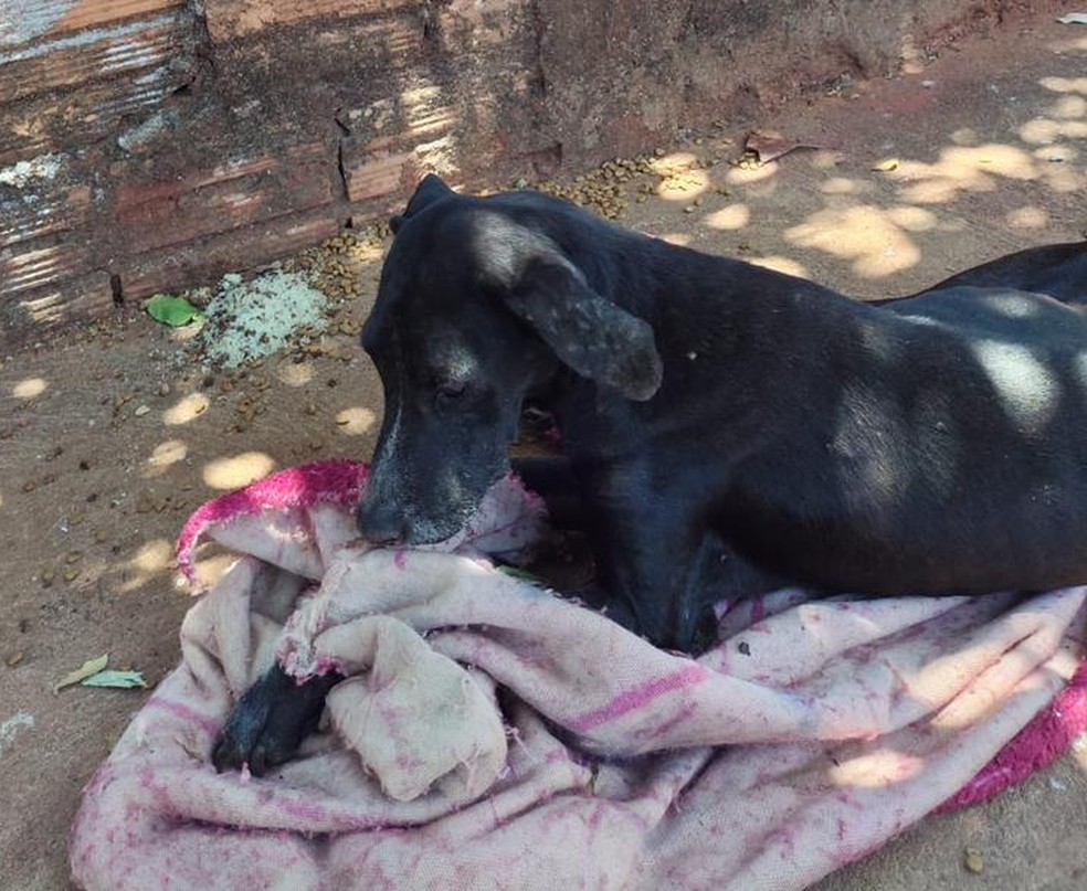 Cão foi encontrado abandonado em uma calçada, em Teodoro Sampaio (SP) — Foto: Polícia Ambiental