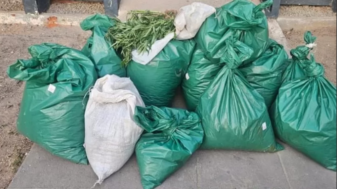 Plantio com 12 mil pés de maconha em é destruído pela PM em terreno indígena de Pesqueira