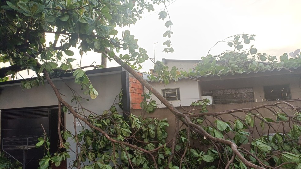 Forte chuva atinge Teodoro Sampaio e provoca quedas de árvores — Foto: Reprodução/Defesa Civil