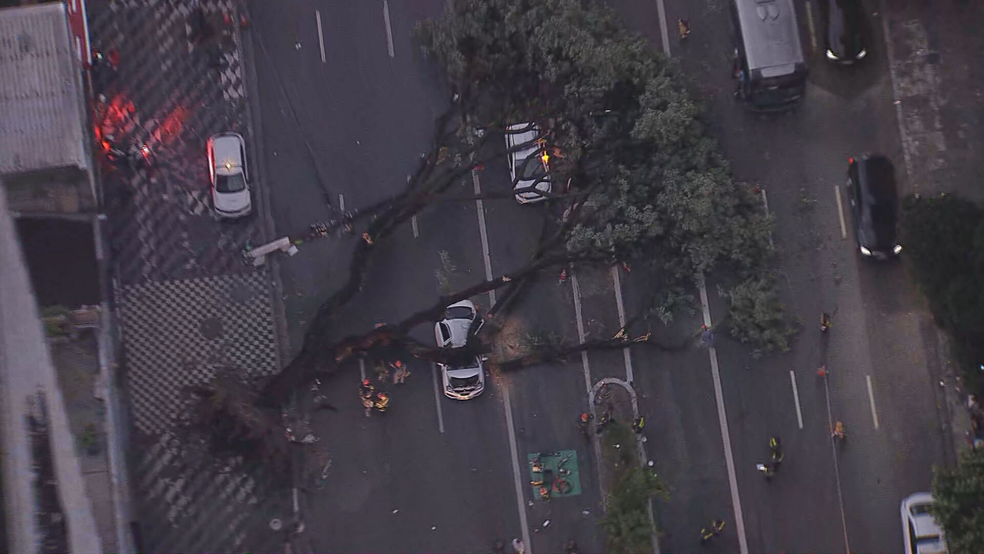 Árvore caiu sobre carro na Rua Senador Queiroz; taxista não resistiu e morreu — Foto: Reprodução/TV Globo