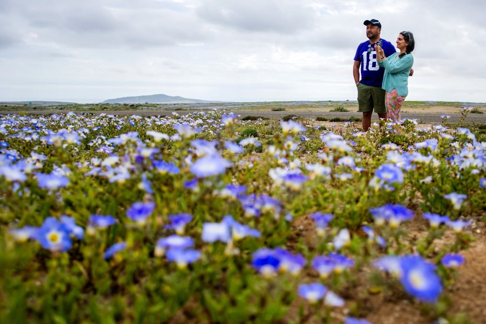 Flores cobrem parte do deserto do Atacama, em Copiapó, no Chile, em 18 de setembro de 2026. — Foto: Javier Torres/AFP