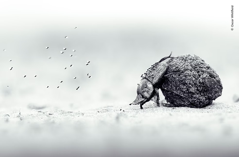 Oscar Whitfield venceu a categoria Jovem Fotógrafo de Vida Selvagem do Ano com esta imagem de um besouro rola-bosta — Foto: Oscar Whitfield/Wildlife Photographer of the Year