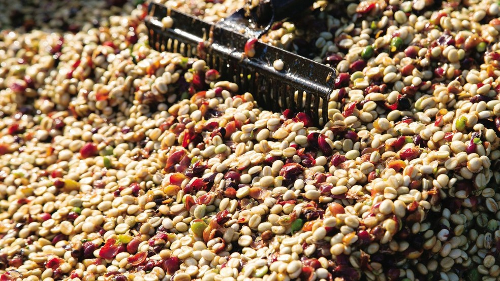 Rota do Café: Garça é referência na produção da bebida especial no interior de SP — Foto: Tosta Coffee/reprodução