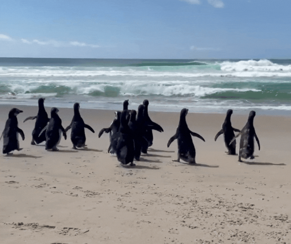 VÍDEO: Grupo de pinguins retornam juntinhos para o mar após reabilitação em Florianópolis