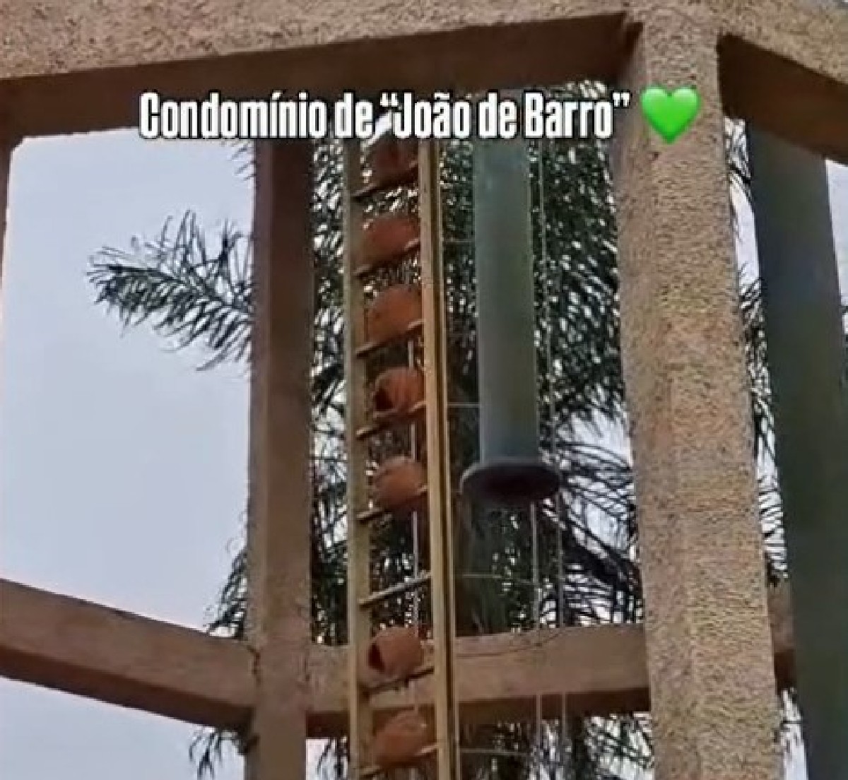 João-de-barro constrói 'condomínio' em escada de reservatório abandonado em MS; veja vídeo
