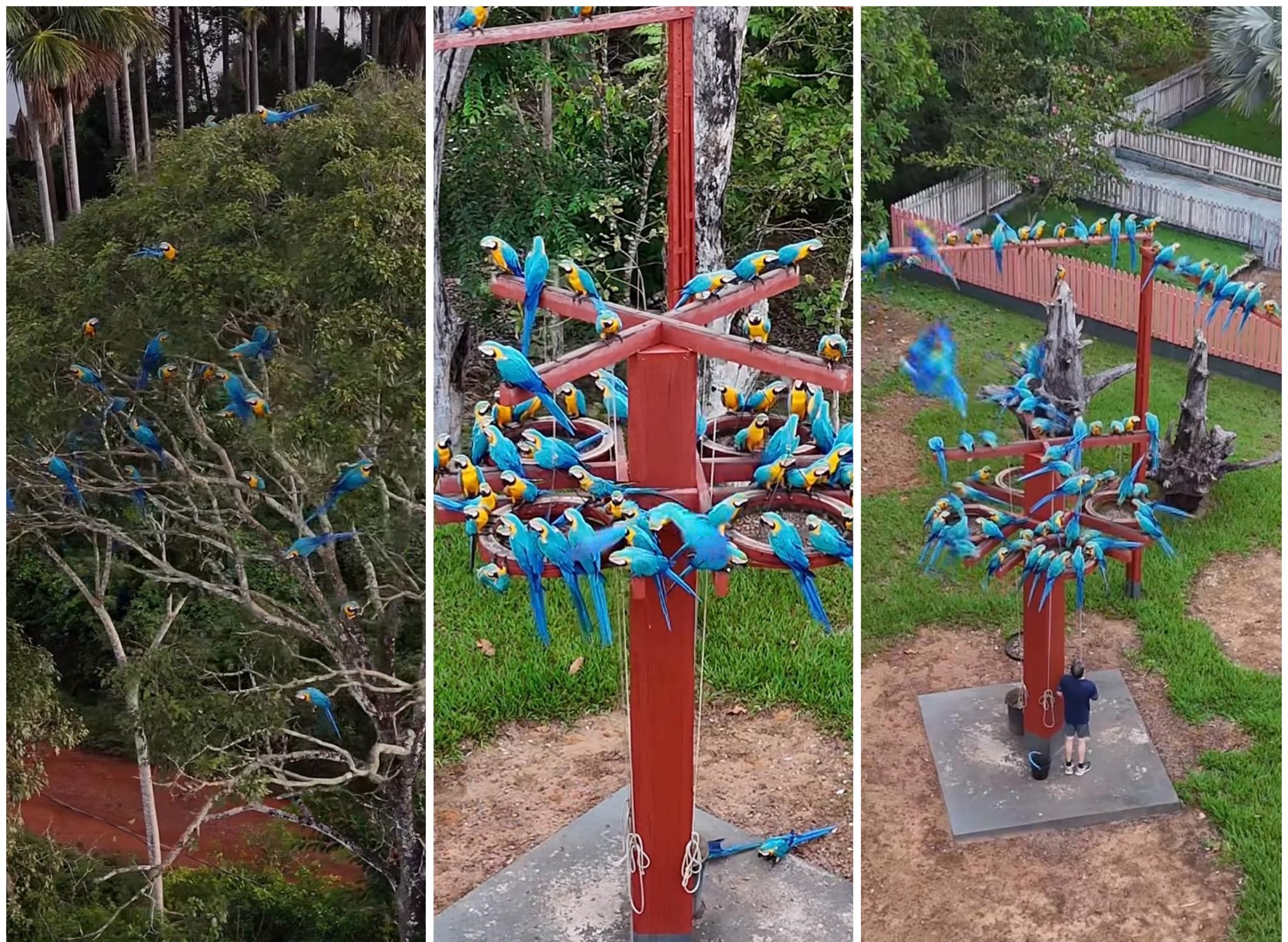 VÍDEO: centenas de araras com as cores do Brasil se ‘hospedam’ em hotel de MT